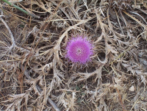 Carlina gummifera