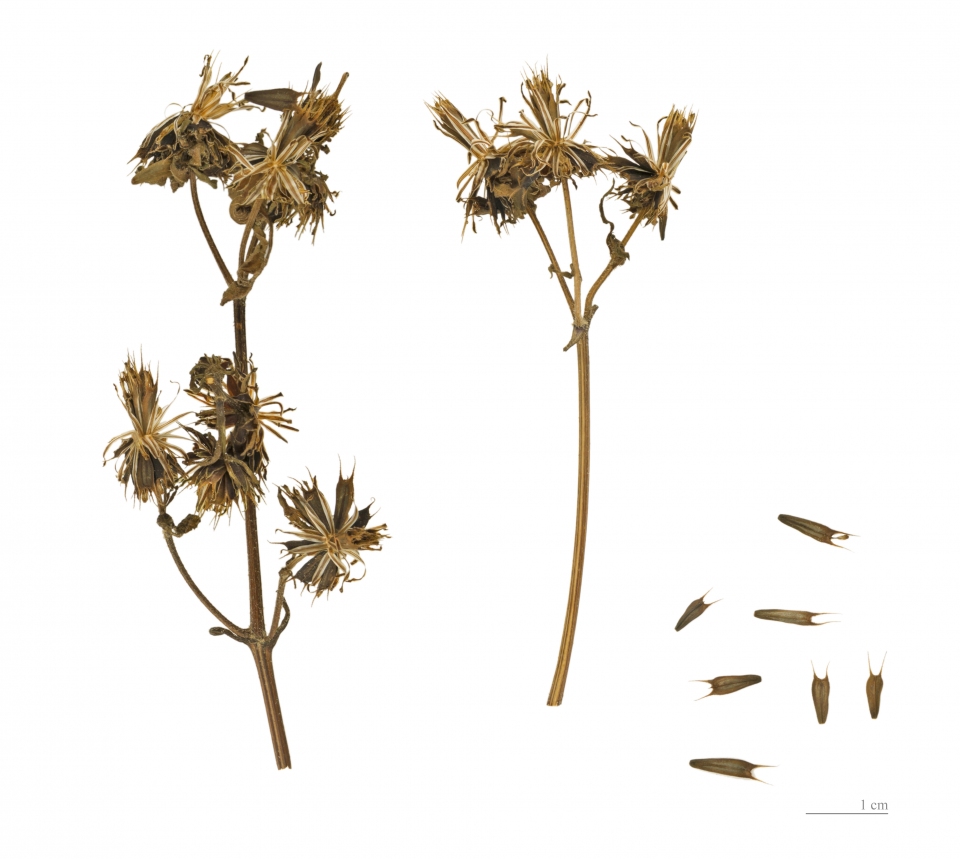 Bidens tripartita