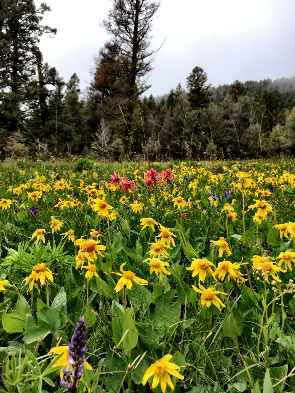 Arnica cordifolia