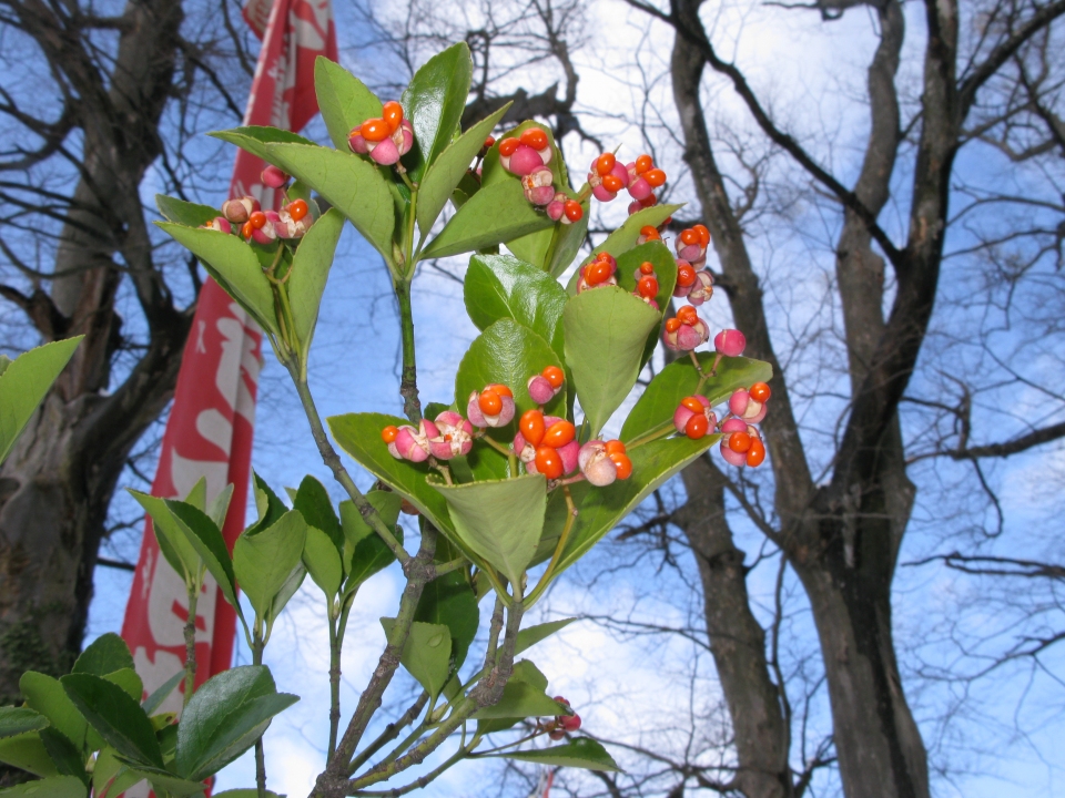 Euonymus japonicus