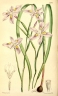 Moraea fugax