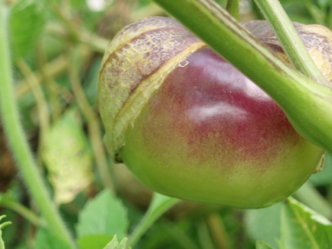 Physalis ixocarpa