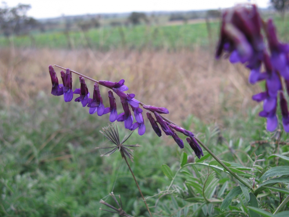 Vicia villosa