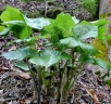 Arisaema ringens