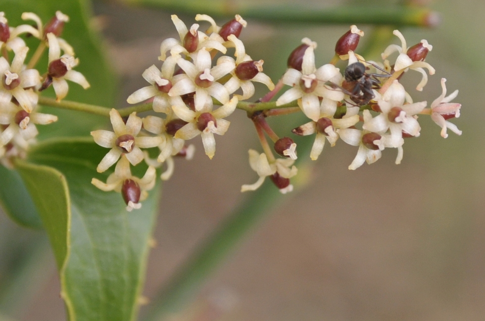 Smilax aspera