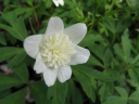 Anemone nikoensis