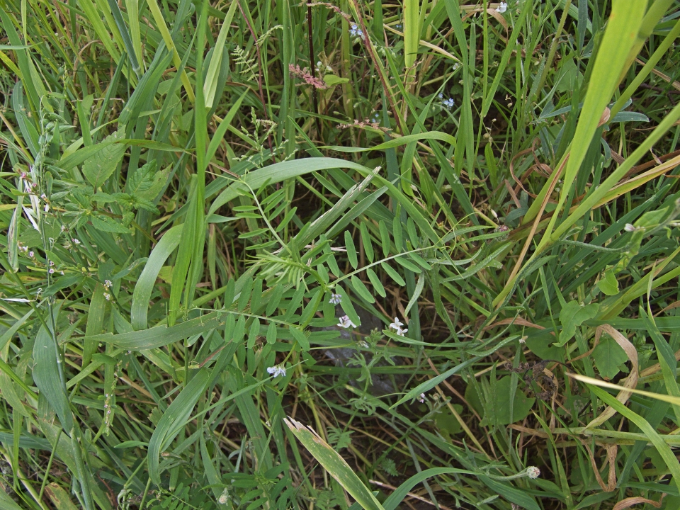 Vicia hirsuta