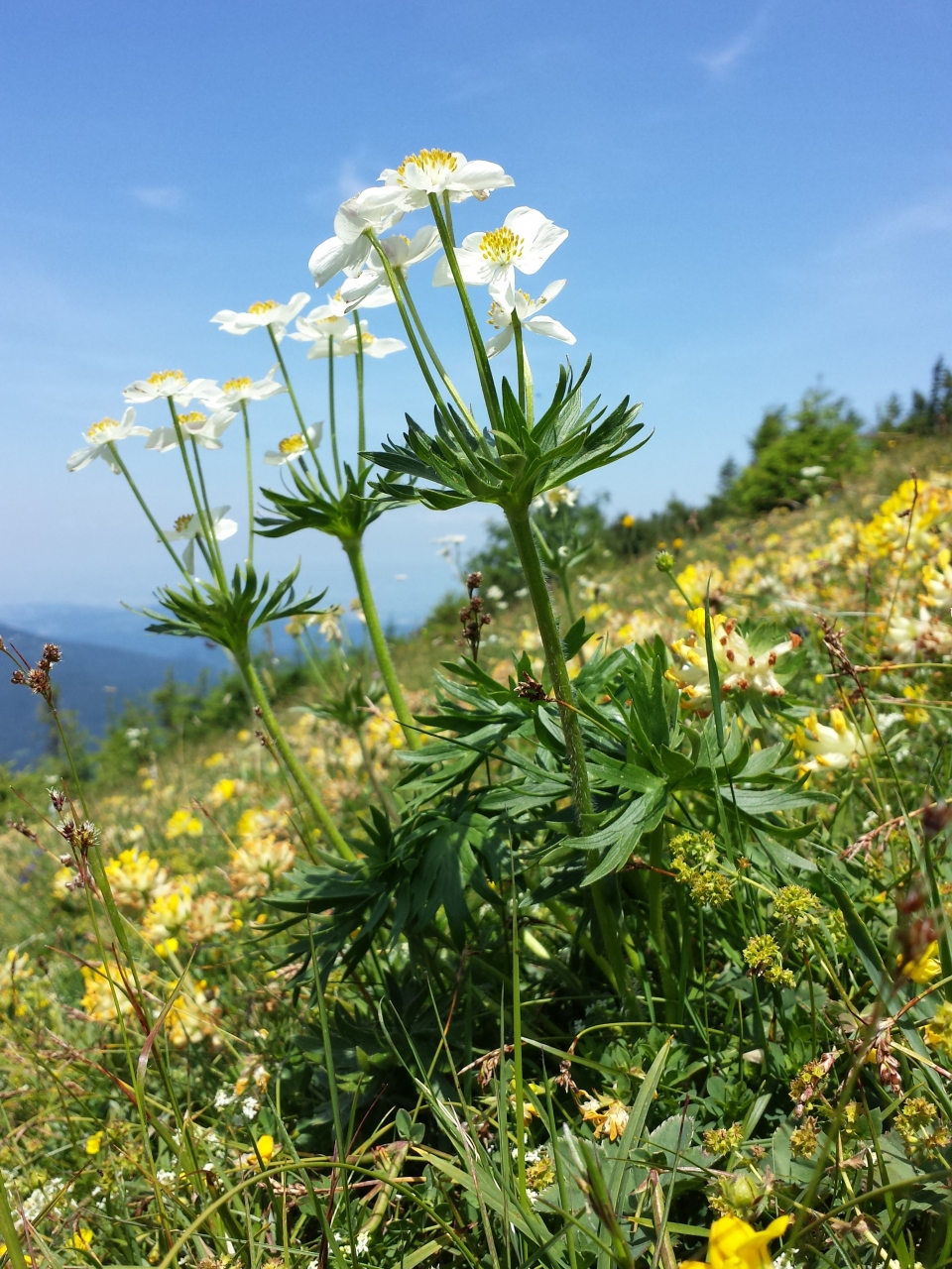 Anemone narcissiflora