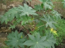 Ricinus communis