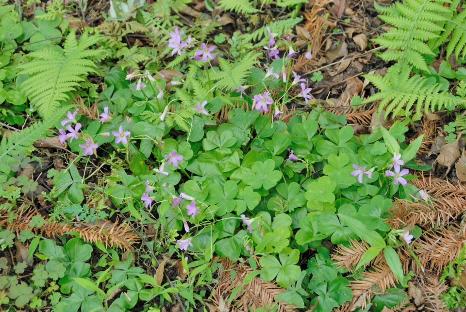 Oxalis corymbosa