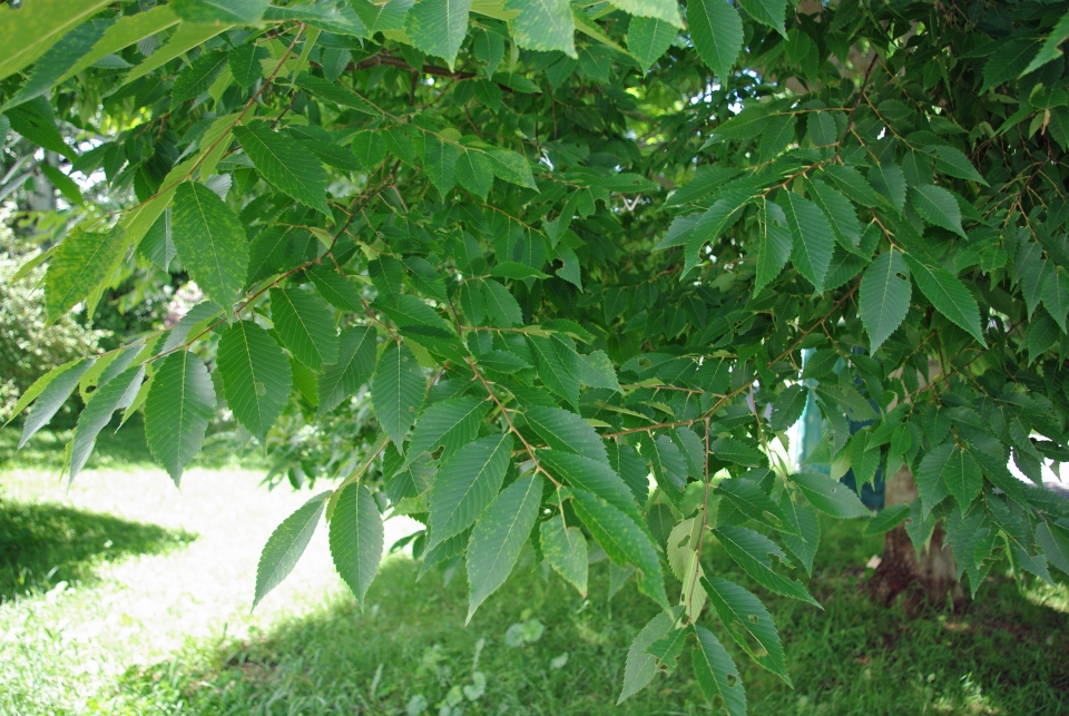 Zelkova schneideriana