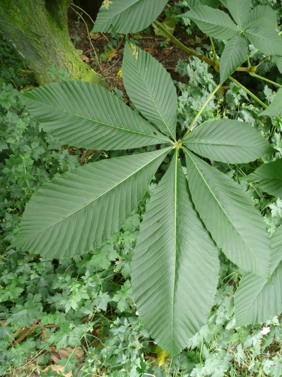 Aesculus flava