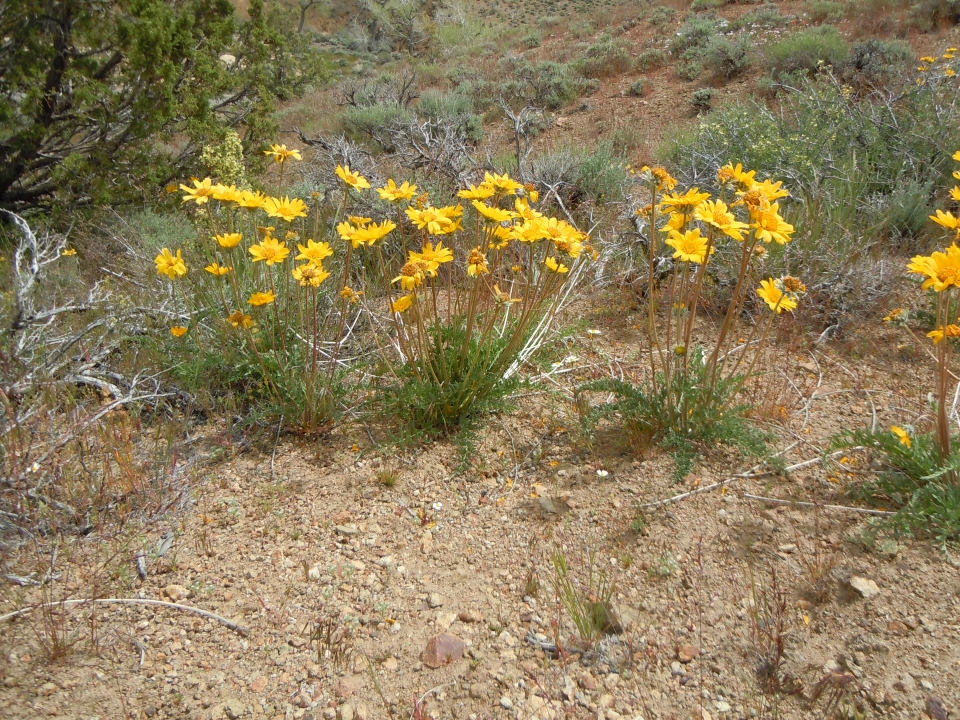 Balsamorhiza hookeri