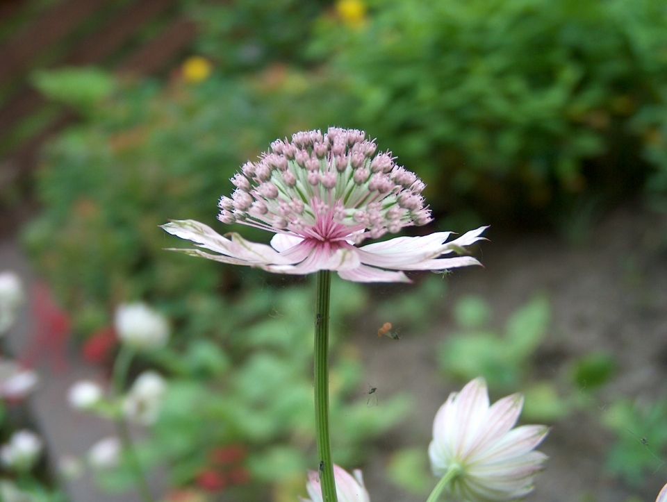 Astrantia major