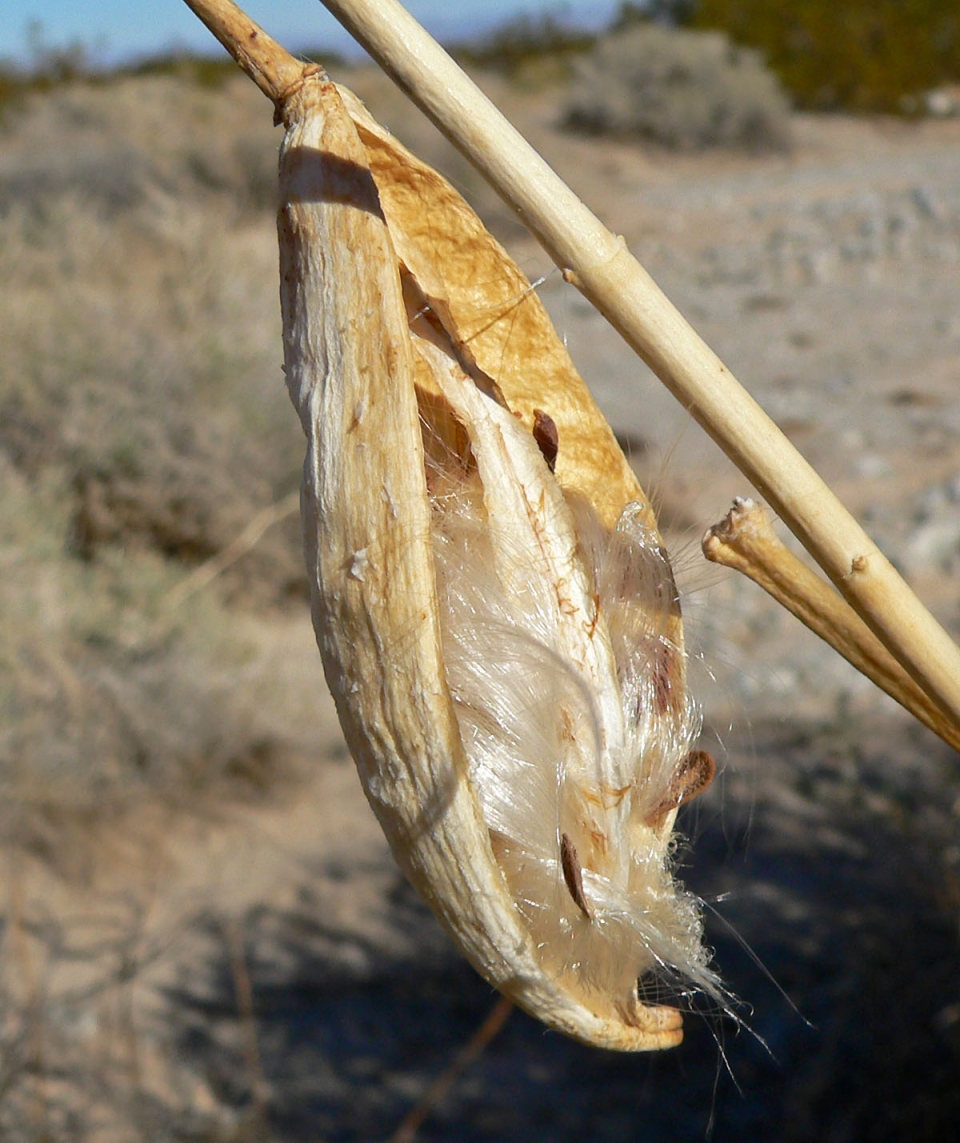 Asclepias subulata