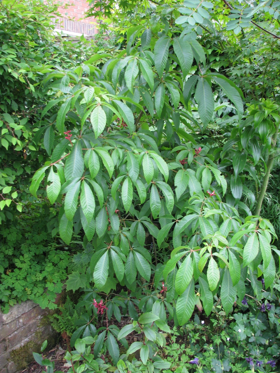 Aesculus pavia