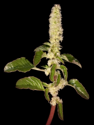 Amaranthus pallidiflorus