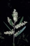 Acacia mucronata