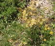 Triteleia ixioides