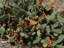 Opuntia ficus-indica