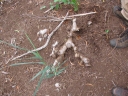 Arundo donax
