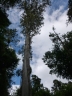 Juniperus procera