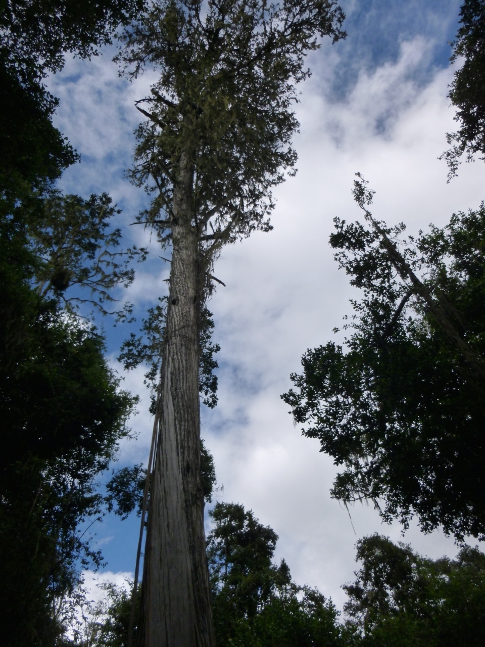 Juniperus procera