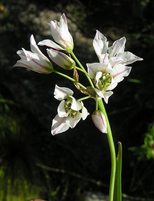 Nothoscordum gracile