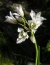 Nothoscordum gracile