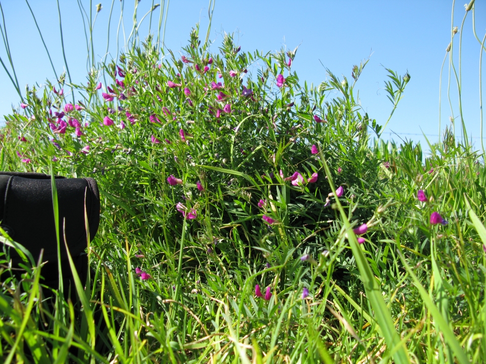 Vicia sativa
