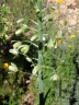 Albuca canadensis