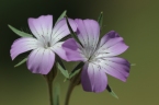 Agrostemma githago