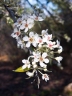 Pyrus pashia