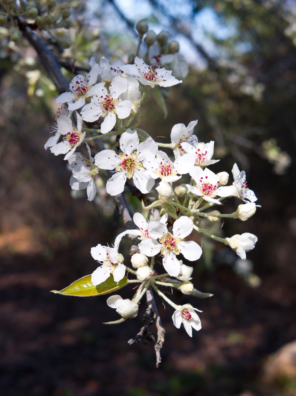 Pyrus pashia