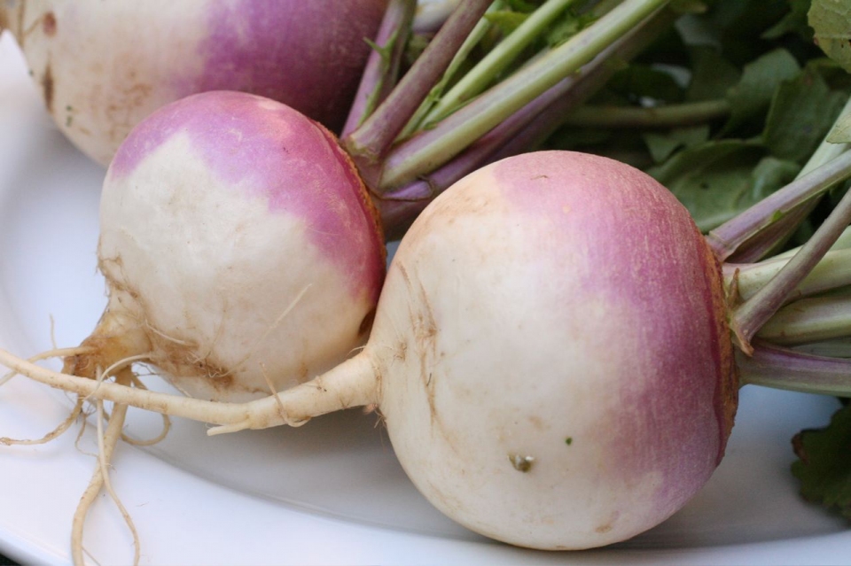 Brassica rapa