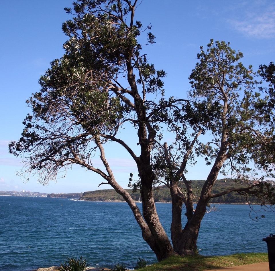 Banksia integrifolia
