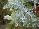 Acacia podalyriifolia