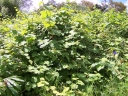Rubus alceifolius