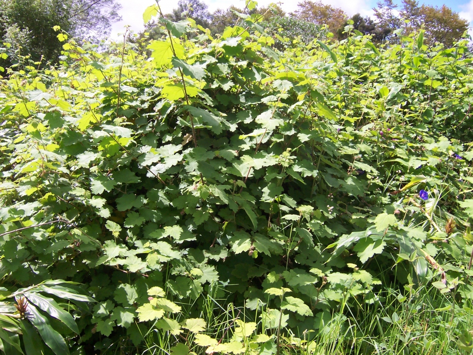 Rubus alceifolius