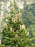 Abies cilicica