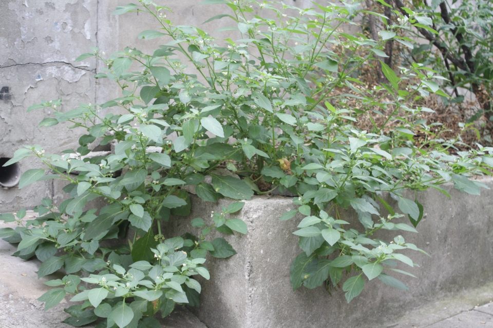 Solanum nigrum