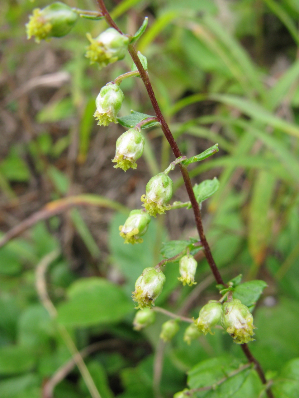 Artemisia keiskeana