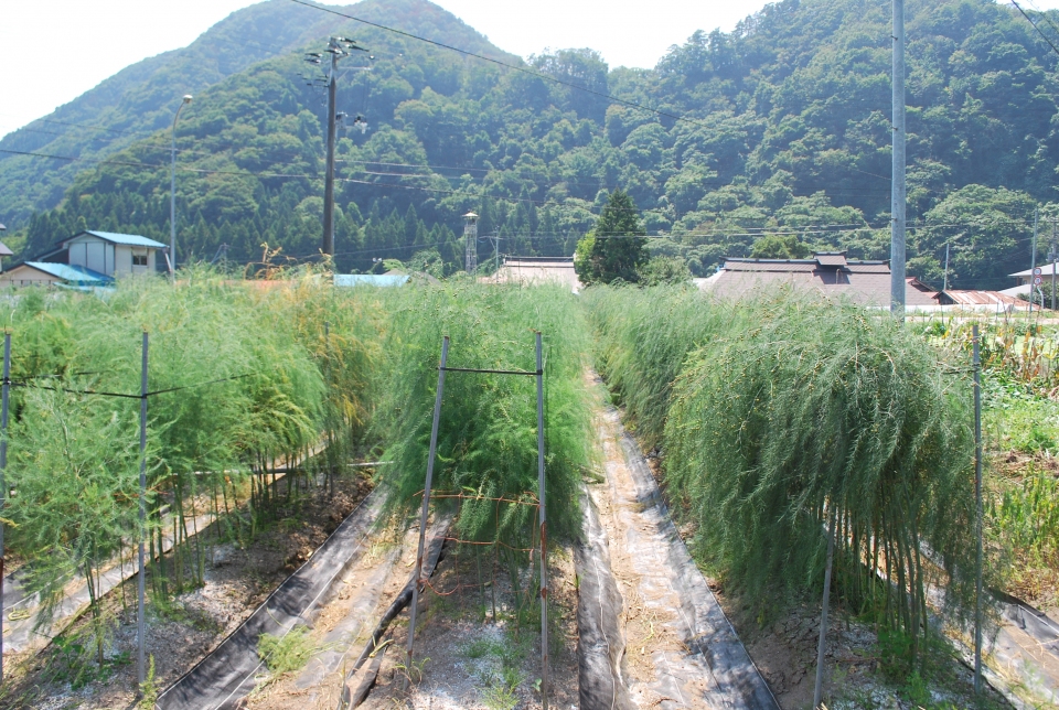 Asparagus officinalis