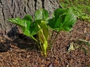 Arum maculatum