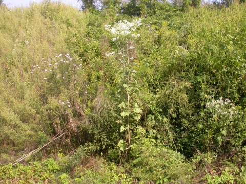 Arnoglossum atriplicifolium