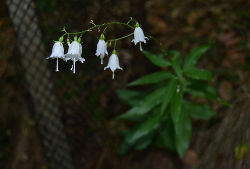 Adenophora liliifolia