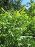 Ailanthus altissima