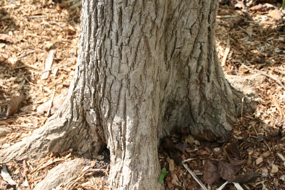 Ehretia acuminata