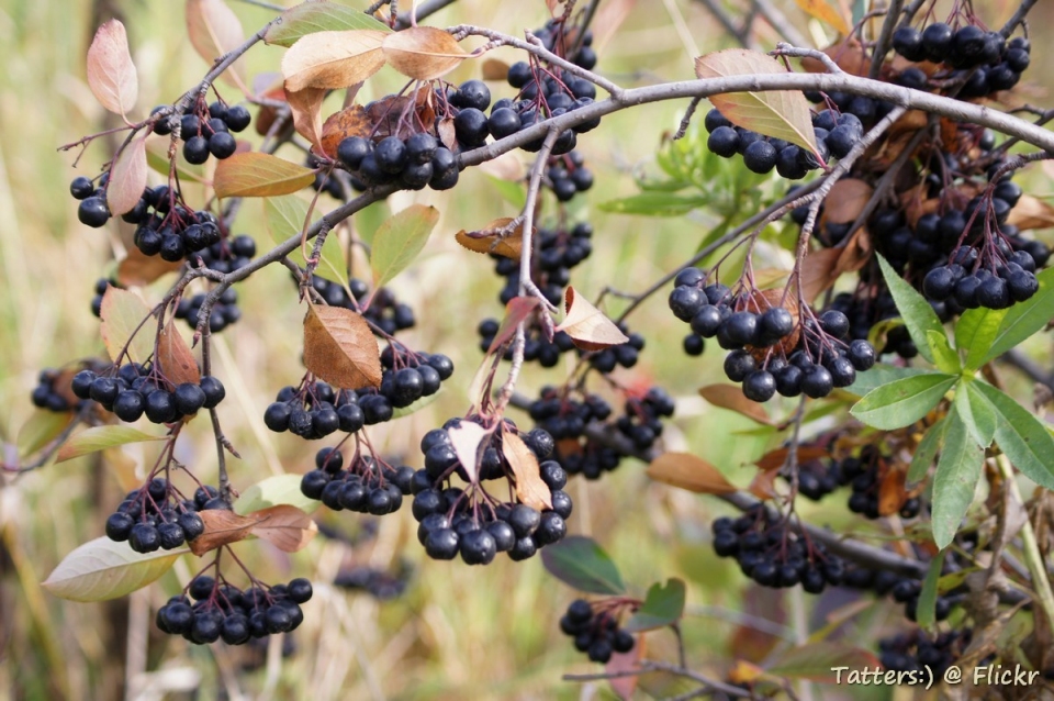 Aronia mitschurinii