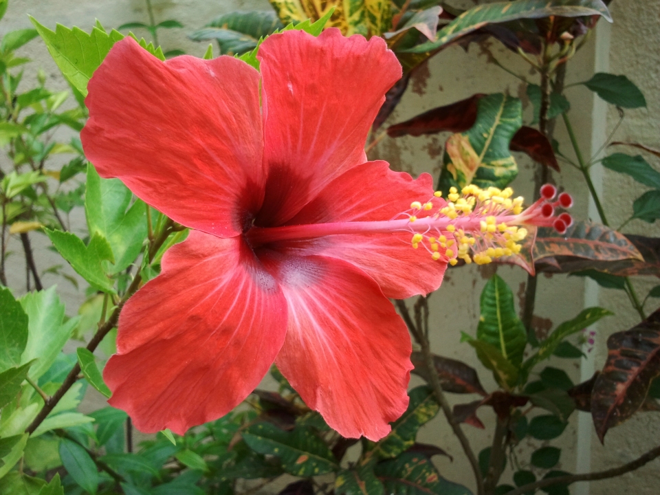 Hibiscus rosa-sinensis